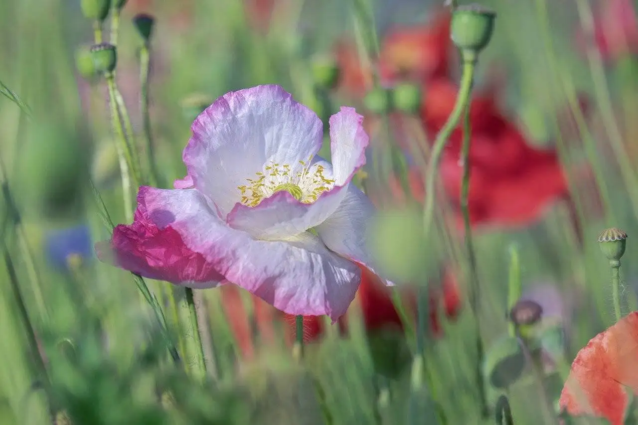 poppy flowers, poppies, blossom-8031681.jpg